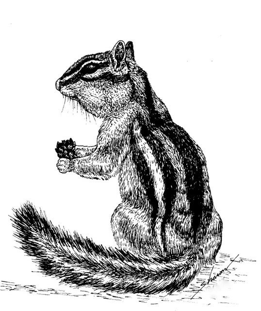 chipmunk eating anut, drawing
